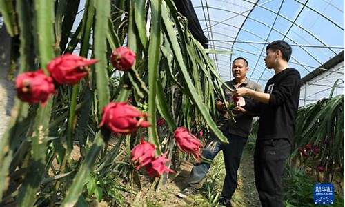 可以插别人的模拟器游戏手机版